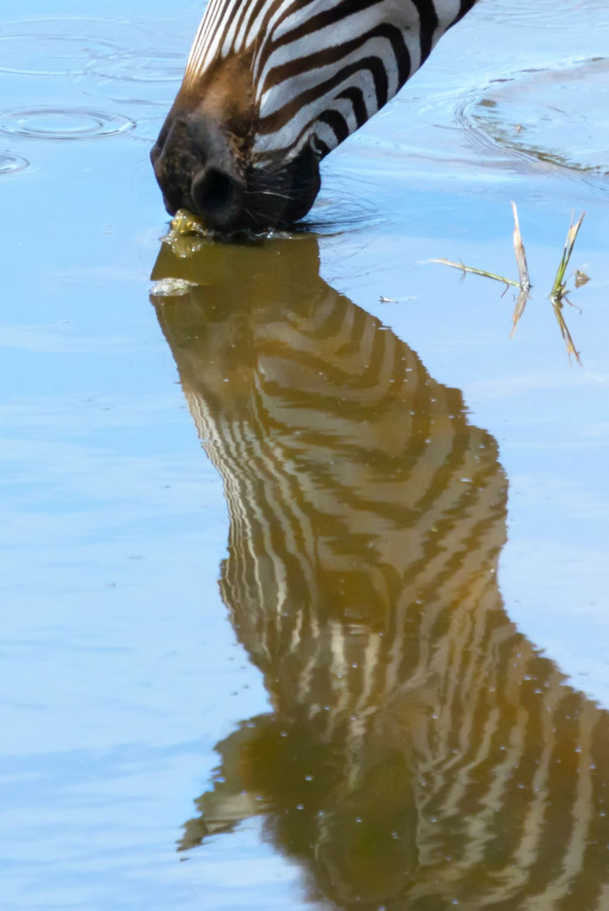 tansania serengeti zebra 8