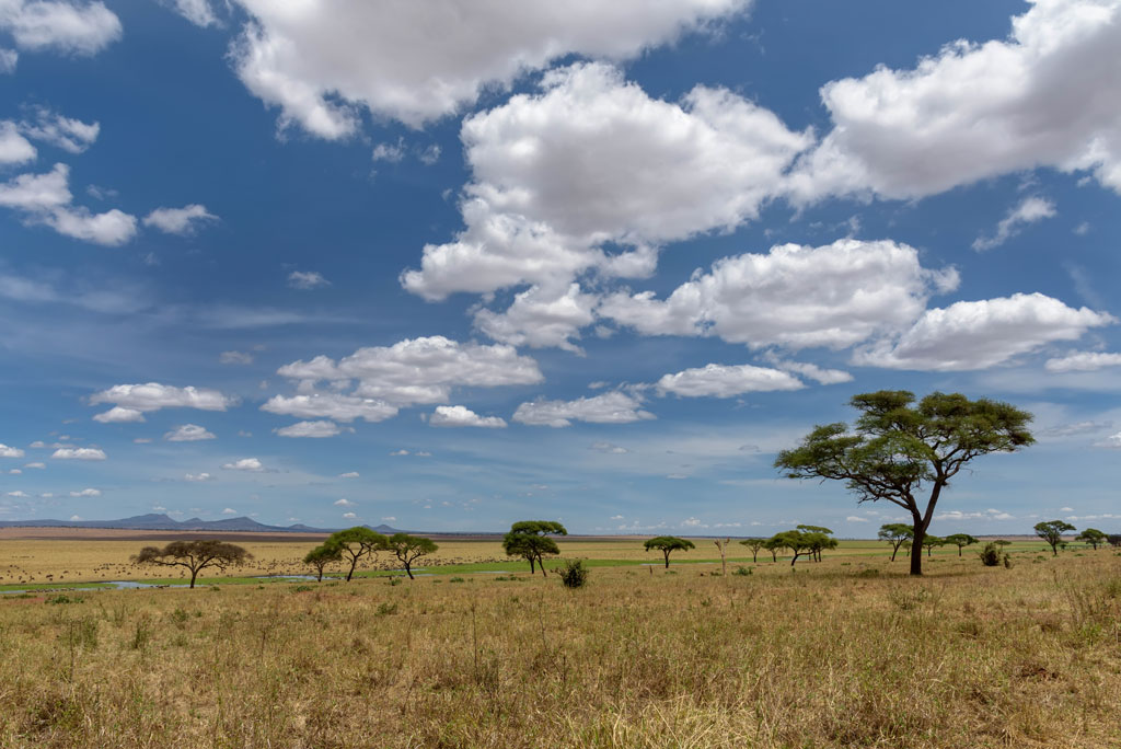 tansania tarangire landschaft 1