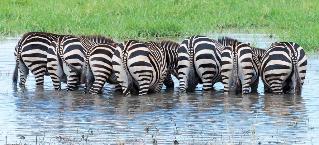 tansania tarangire zebras hintern