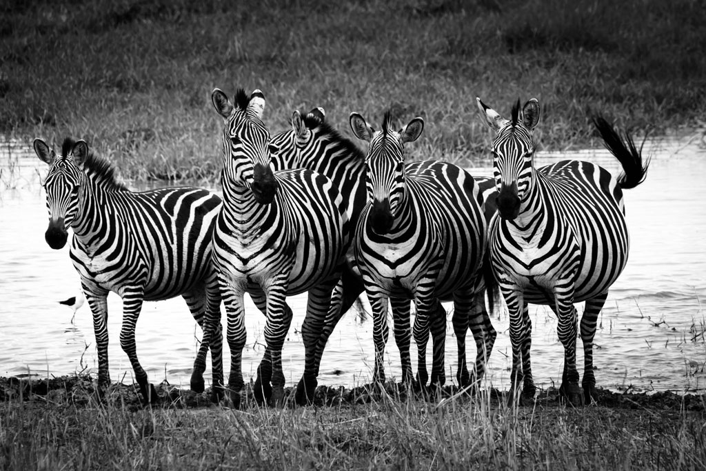 tansania zebra sw 2