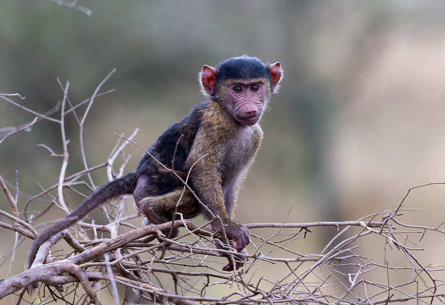 tanzania affe nff 003