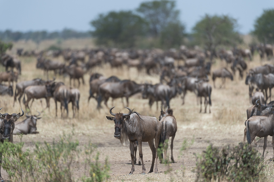 tanzania crossing1 nff 001