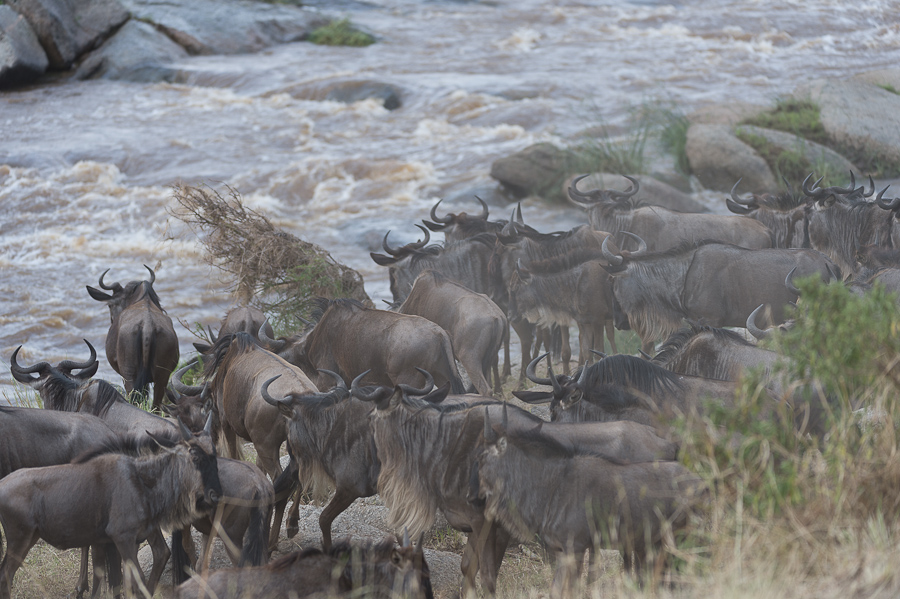 tanzania crossing1 nff 002