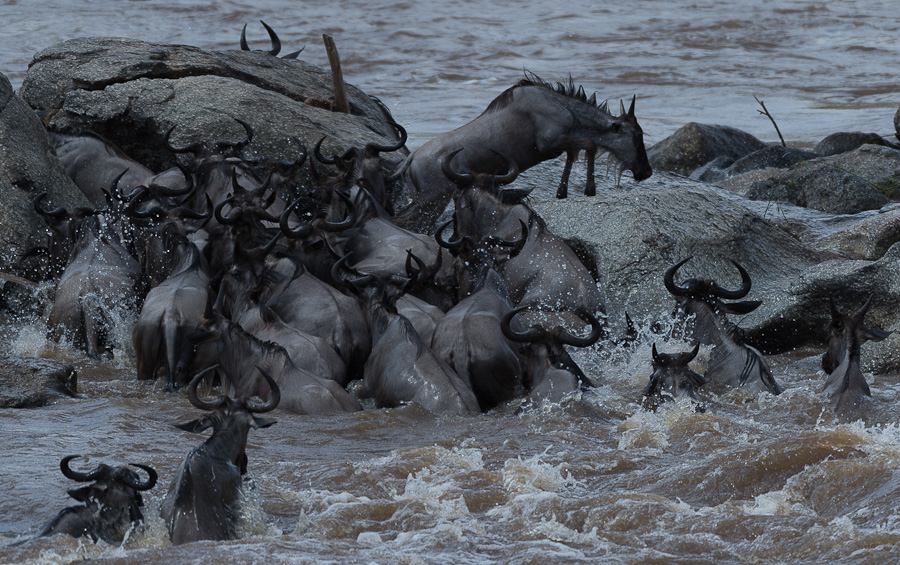 tanzania crossing1 nff 005