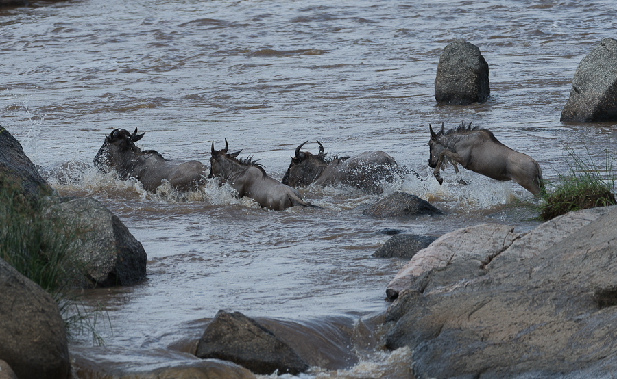 tanzania crossing1 nff 006
