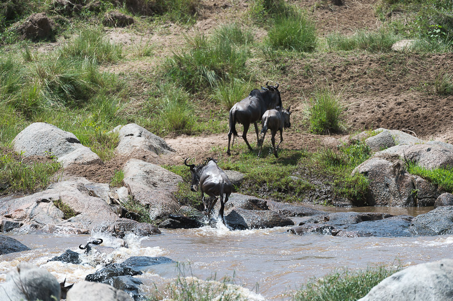 tanzania crossing1 nff 010