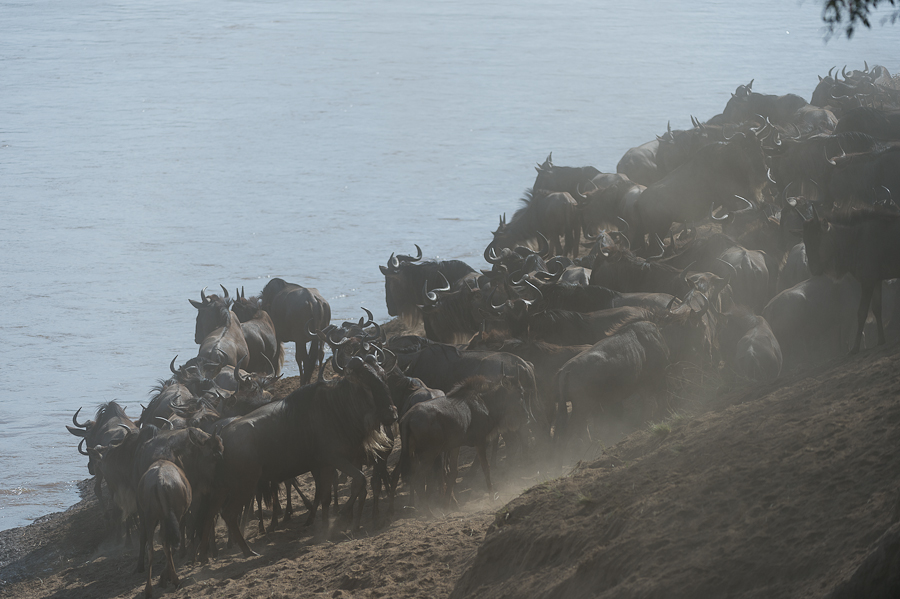 tanzania crossing2 nff 002