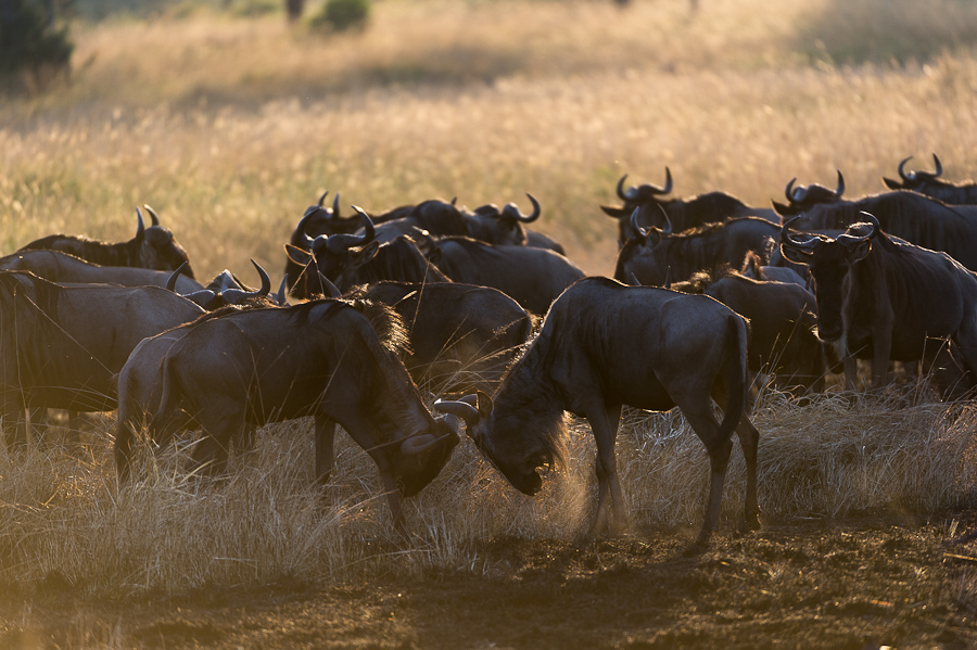 tanzania gnu nff 001