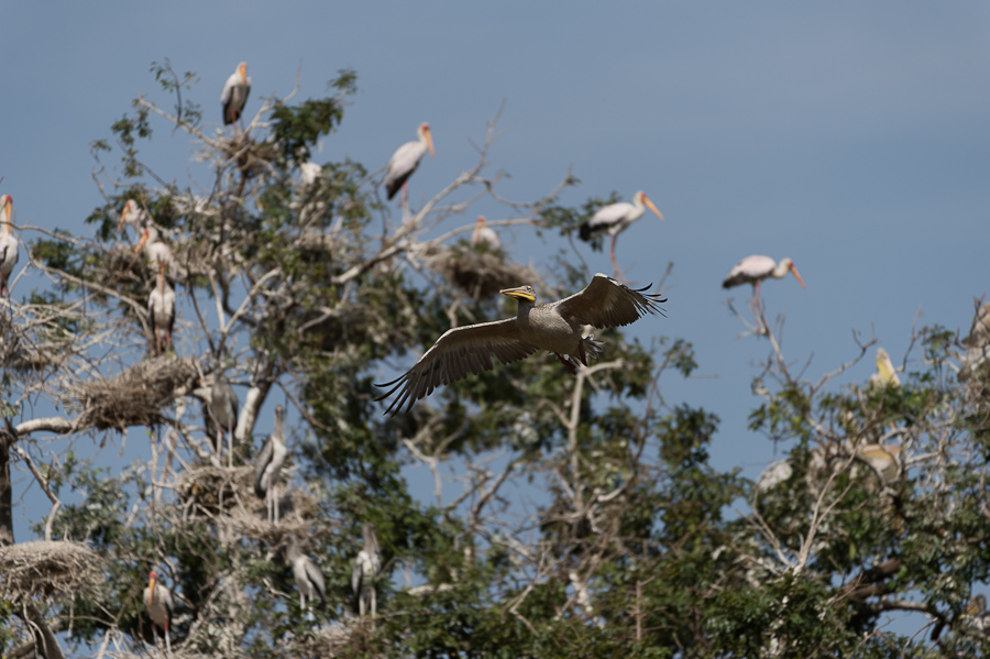 tanzania lakemanyara nff 002