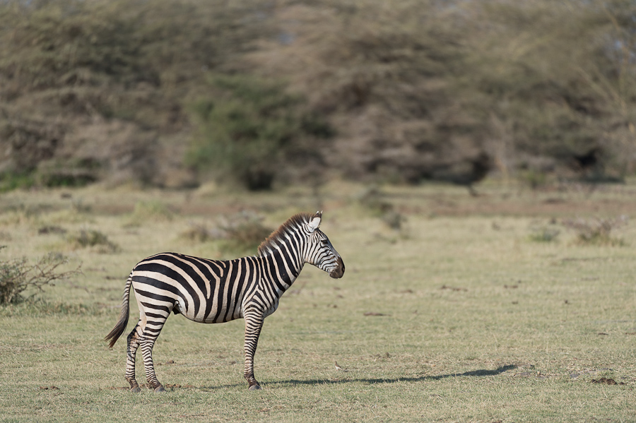 tanzania lakemanyara nff 006