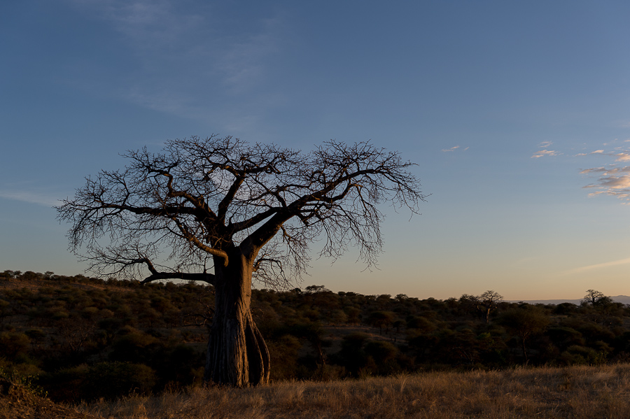 tanzania tarangire nff 001