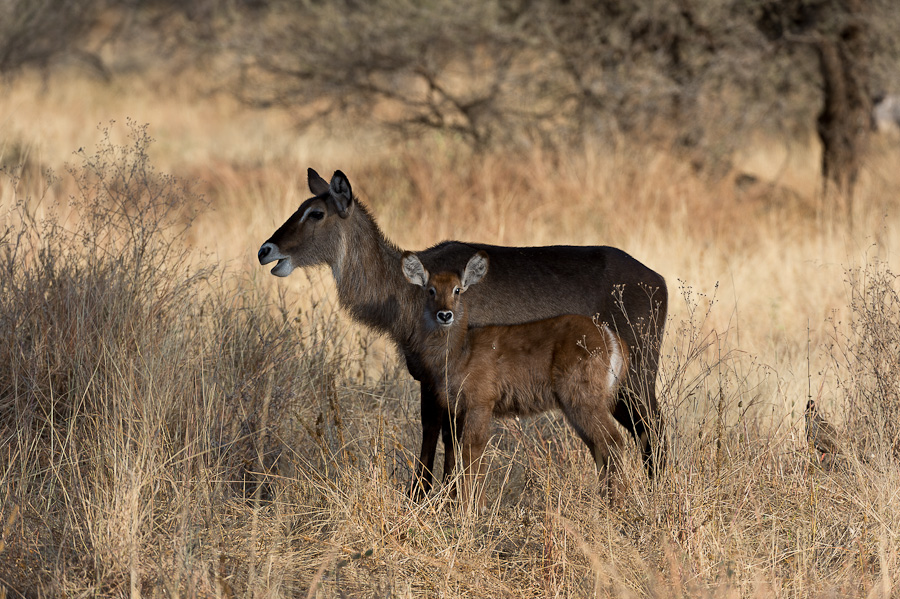 tanzania tarangire nff 004