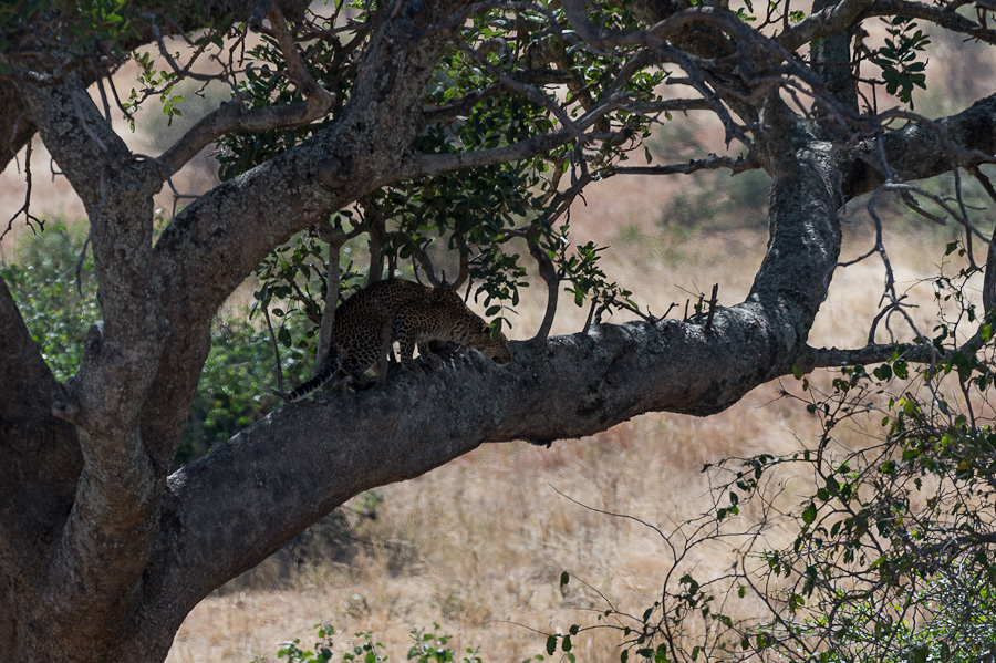 tanzania tarangire nff 013