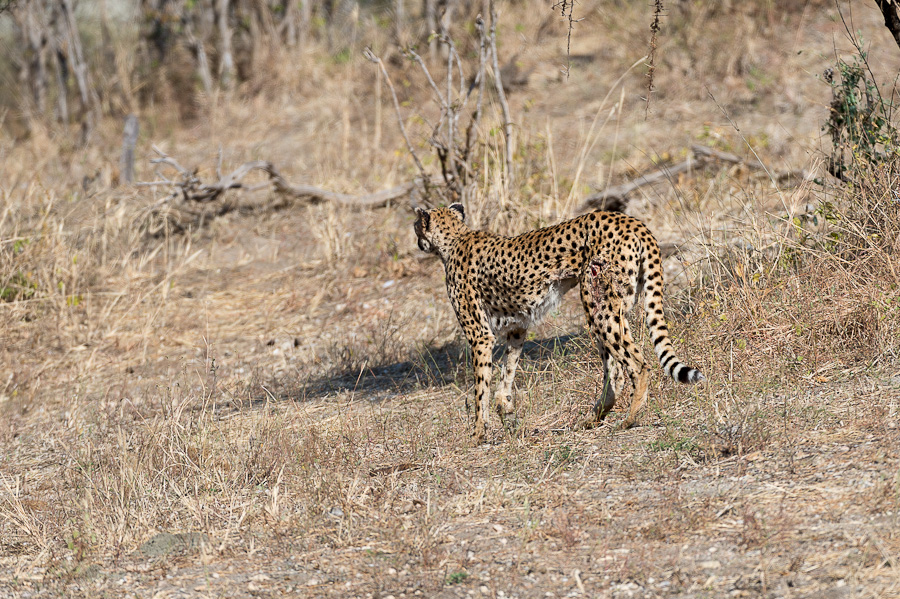 tanzania tarangire nff 014