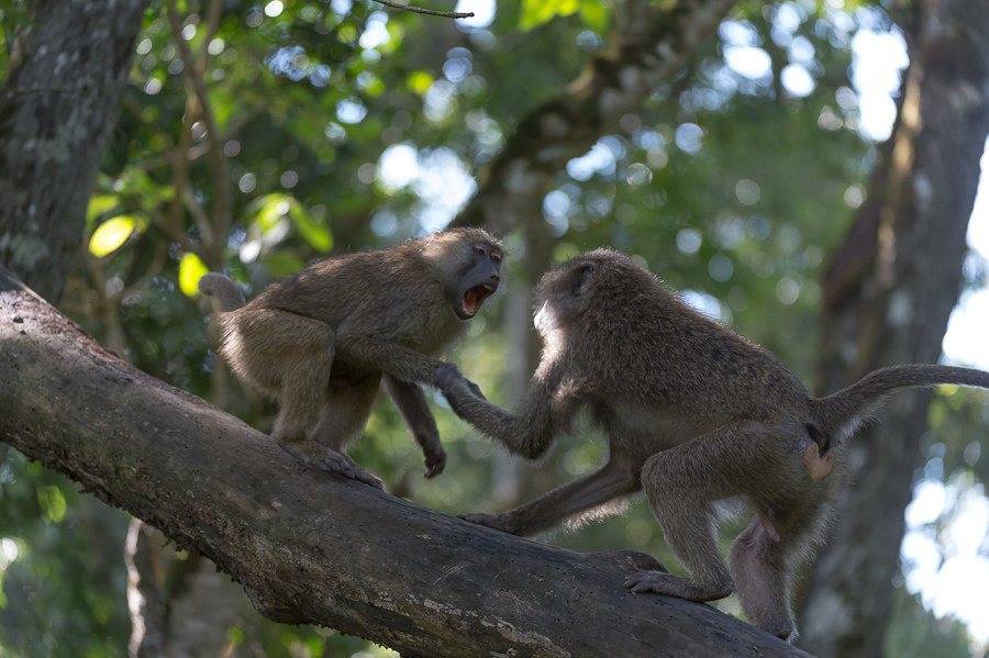 tanzania tarangire nff 018