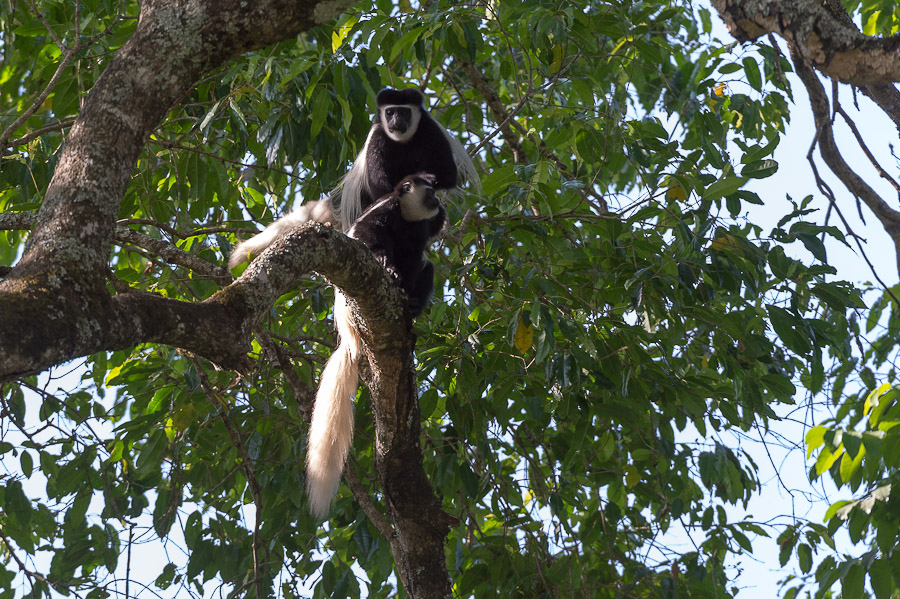 tanzania tarangire nff 021