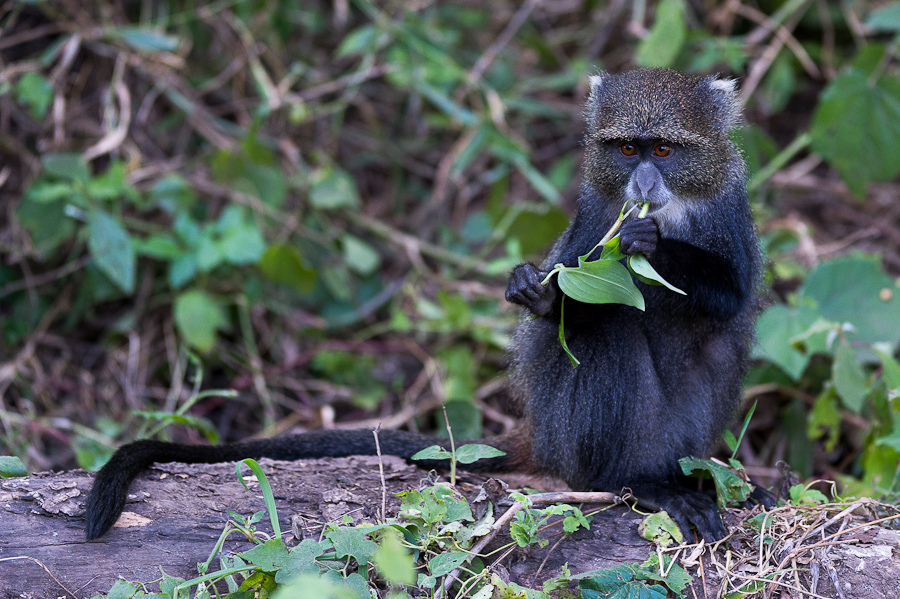 tanzania tarangire nff 024