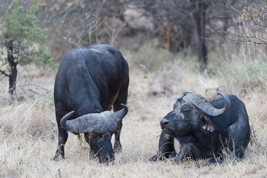 tanzania zentralserengeti nff 004
