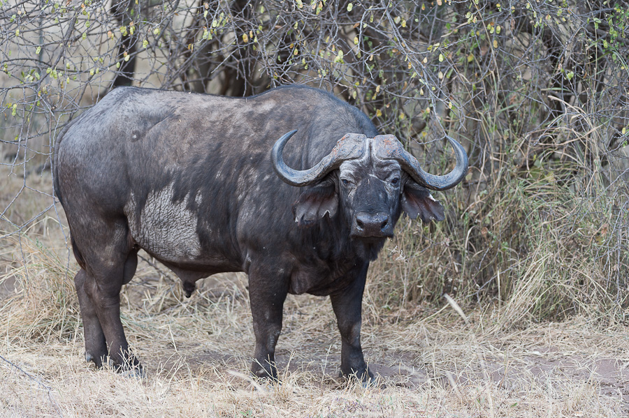 tanzania zentralserengeti nff 005