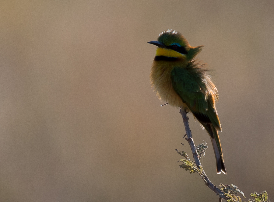 tanzania zentralserengeti nff 006