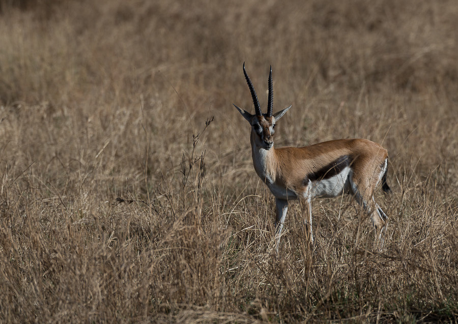 tanzania zentralserengeti nff 007