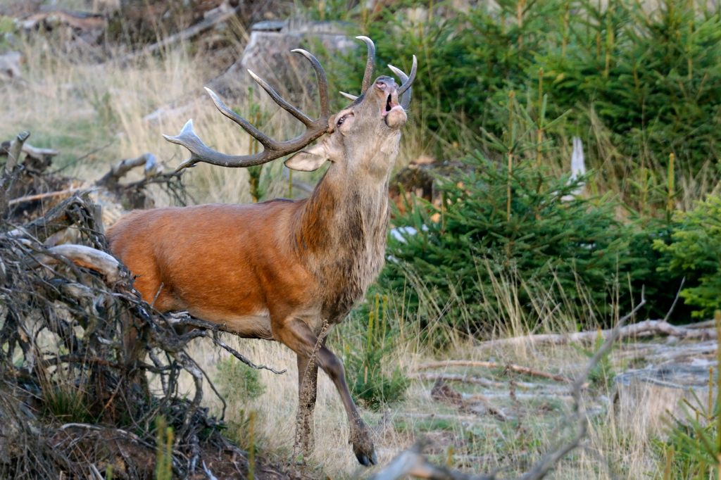 Tanzender Hirsch