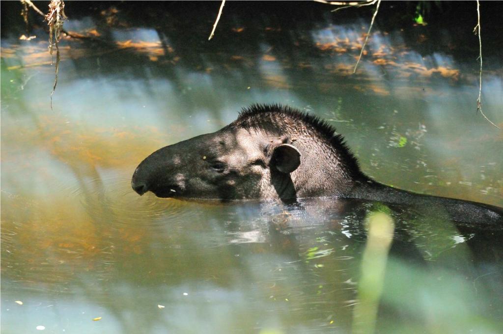 Tapir DSC 2084