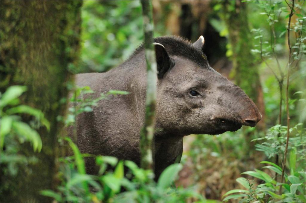 Tapir DSC 2268 II