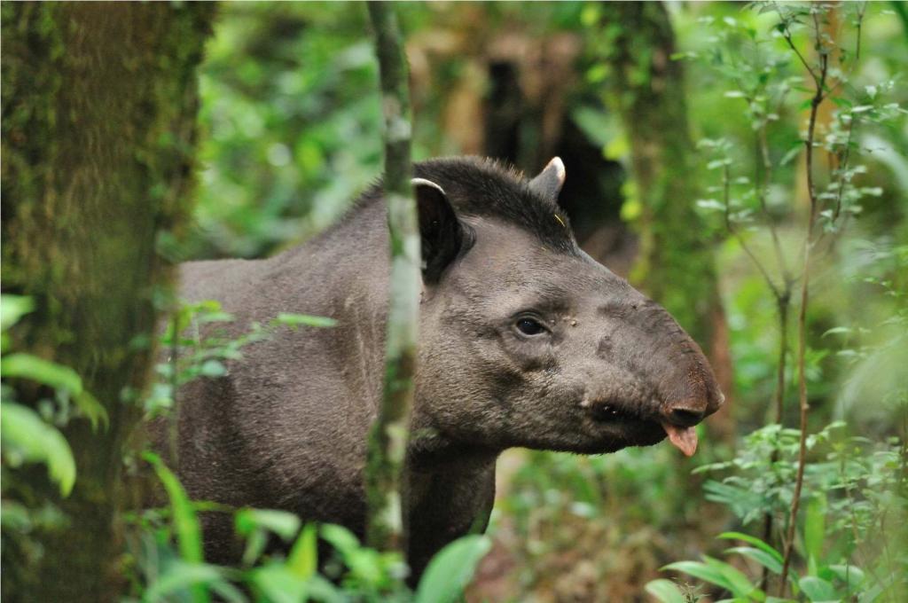 Tapir DSC 2269 II
