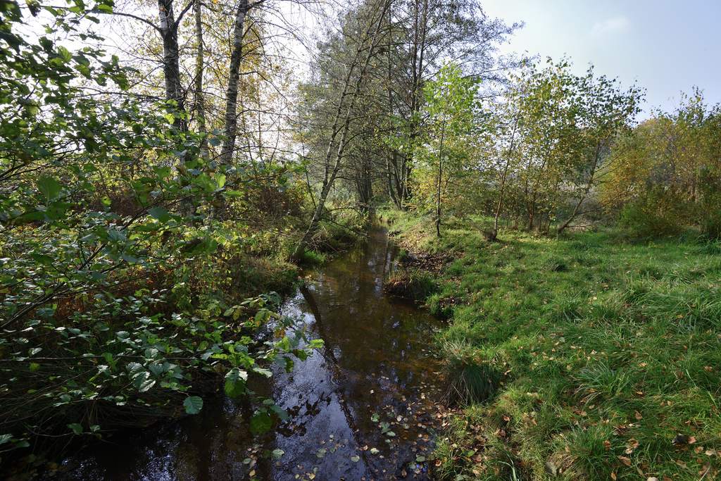 Tarpenbek