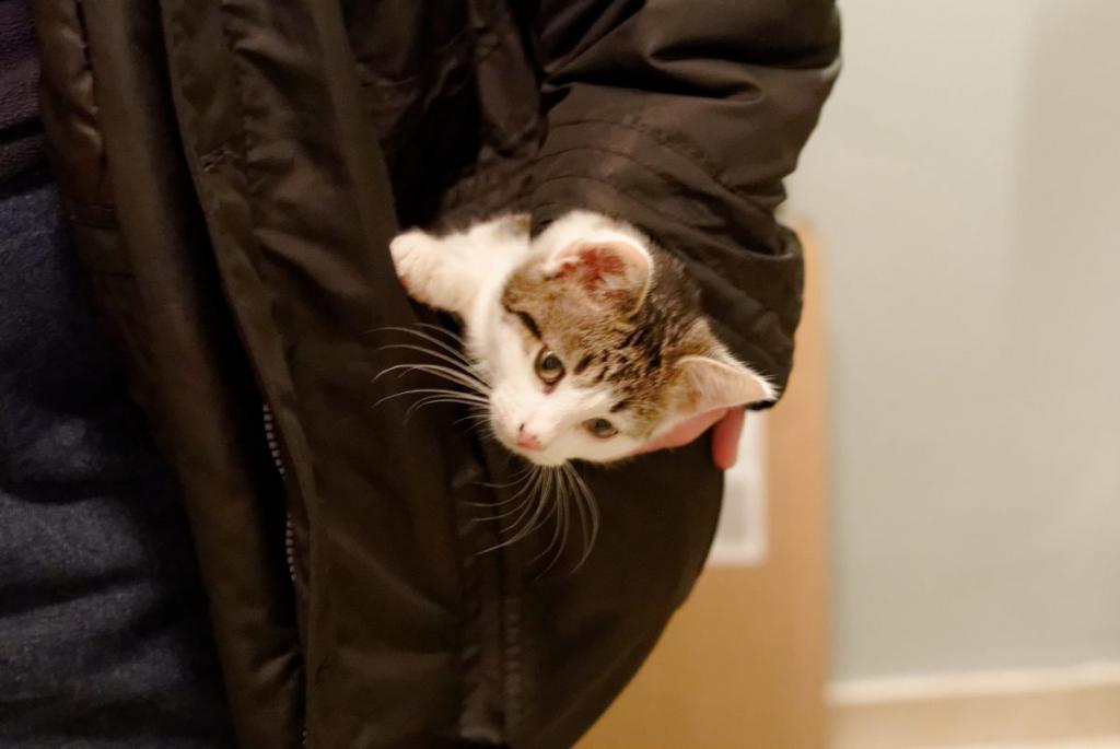 Taschenkatze 331