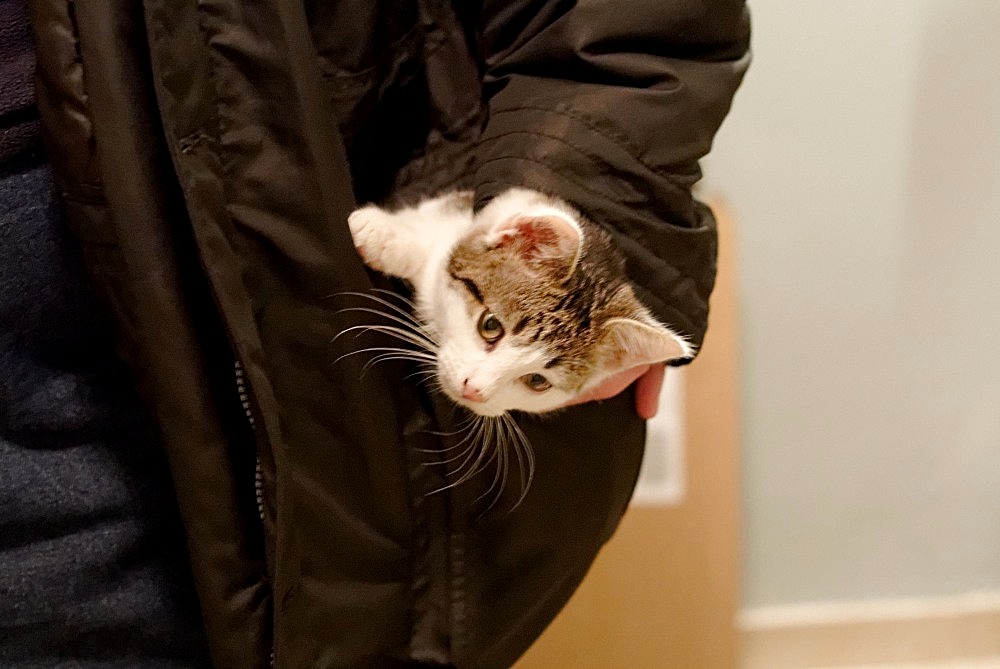 Taschenkatze 332