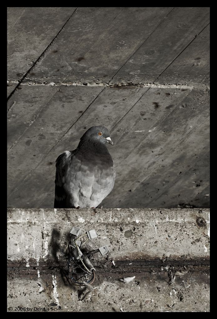 Taube 1 BY DENNIS S