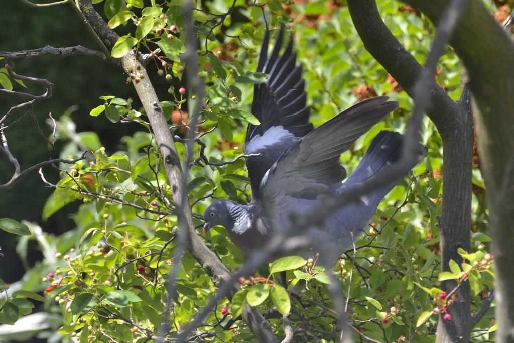 Taube bei der Delikatesse Felsenbirne...

Tamron 70-300/300 f8 1/320 ISO 400

DIe Kompression nimmt etwas von der Bildschärfe weg