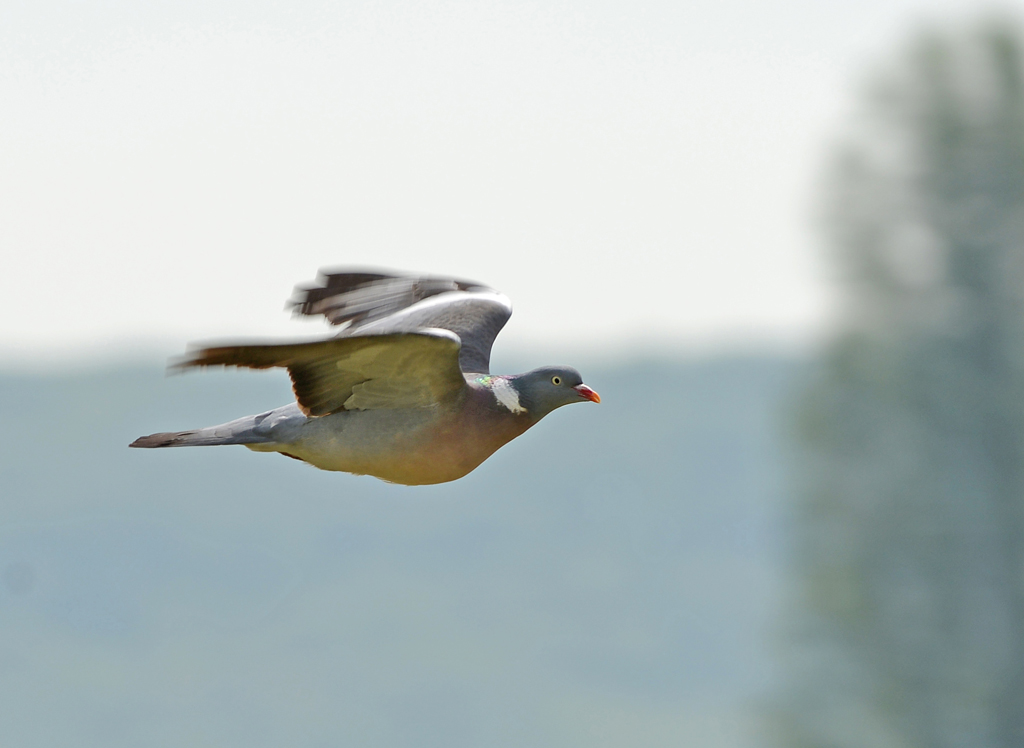 Taube Flug 3