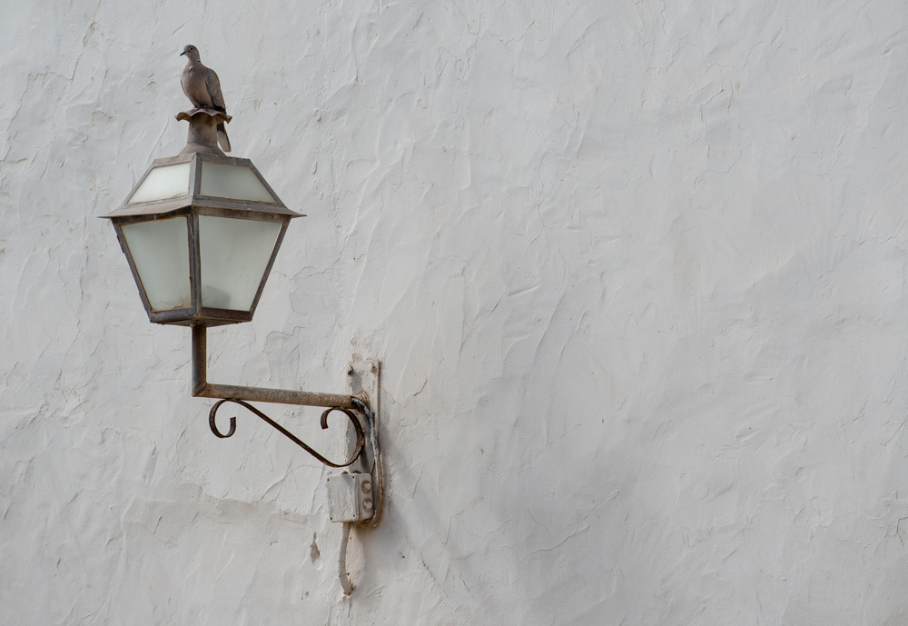 taube
laterne
grau
wand
weiss