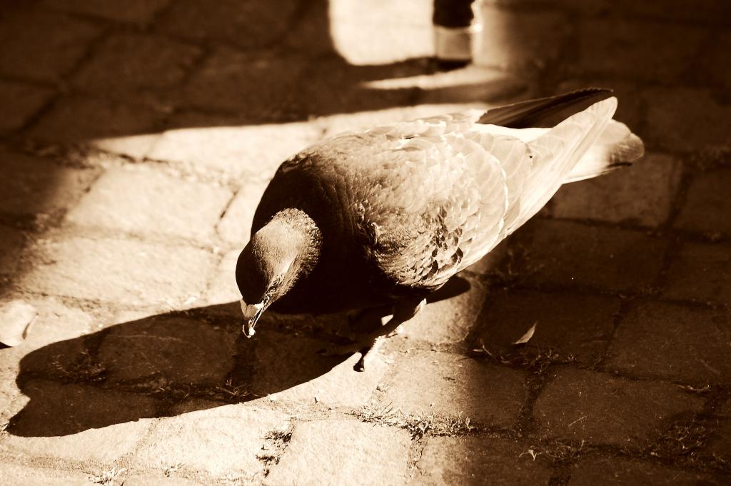 Taube