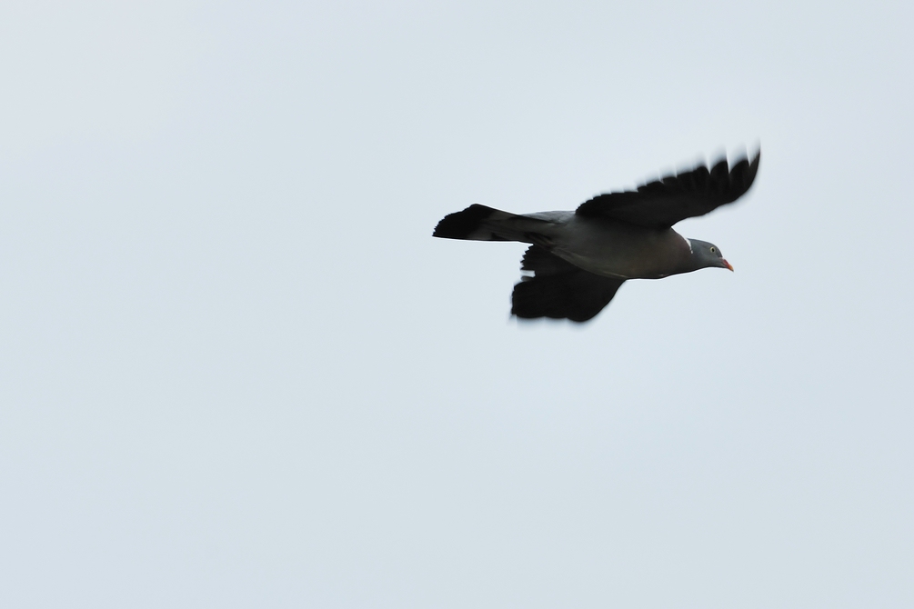 TaubeImFlug 1