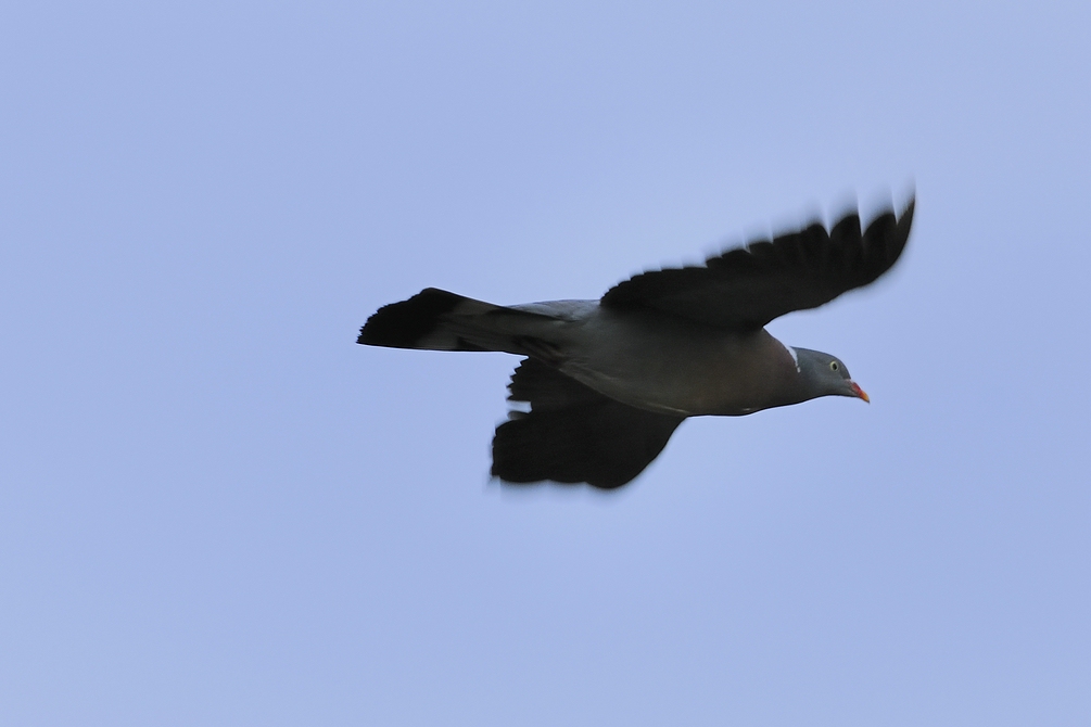 TaubeImFlug 2