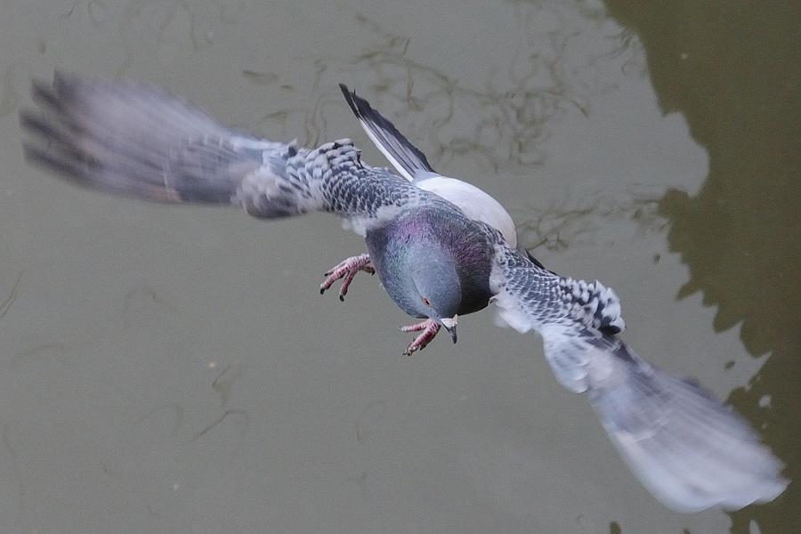 Taubenflug01