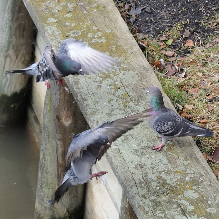 Taubenkampf 01
