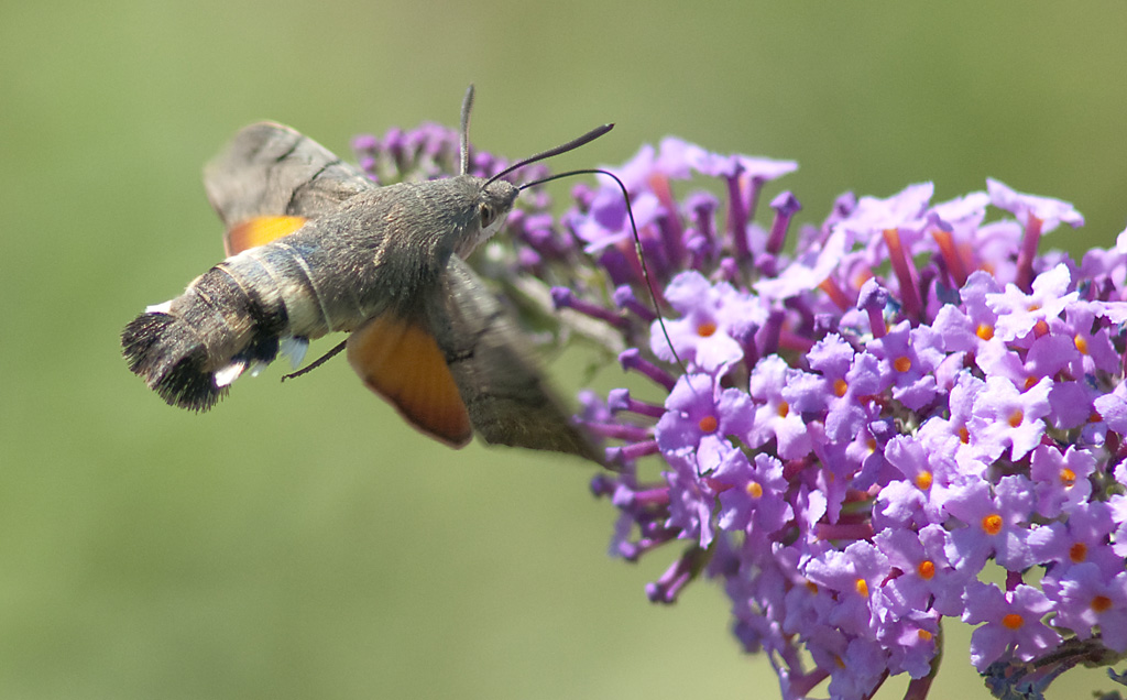 Taubenschwänzchen - Macroglossum stallatarum
Wien 22
D300 AF300/4 PK13