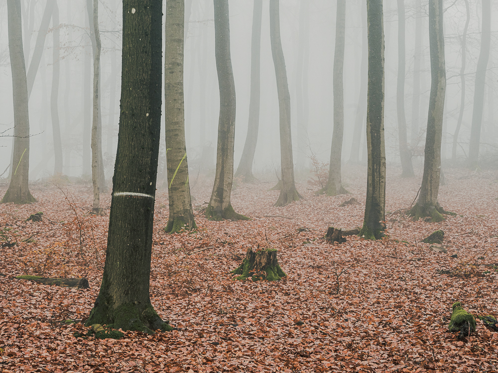 Taunuswald im Nebel