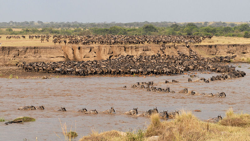 Tausende Gnus schwimmen durch den Mara Fluss
im Nordend er Serengeti (Übersichtsbild)
1189