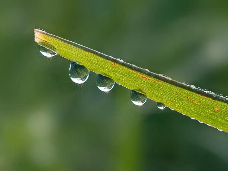 tautropfen