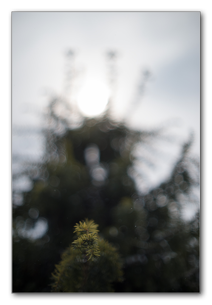 Taxus1