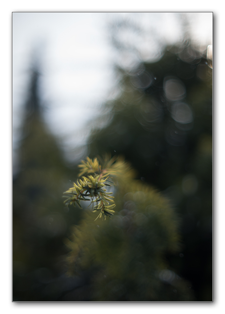 Taxus2