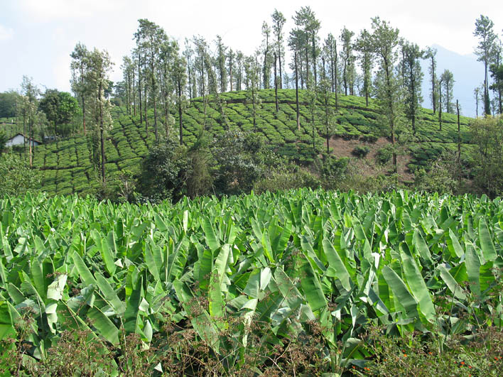 Tea plantation at Cardamom mountains (Kerala)