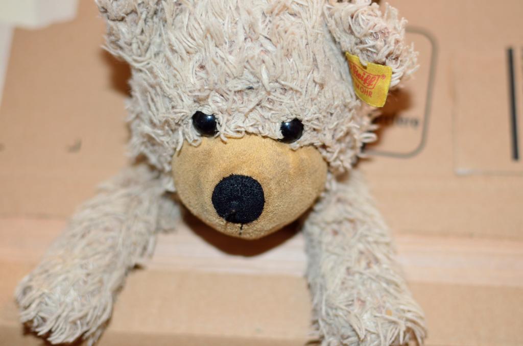 teddy