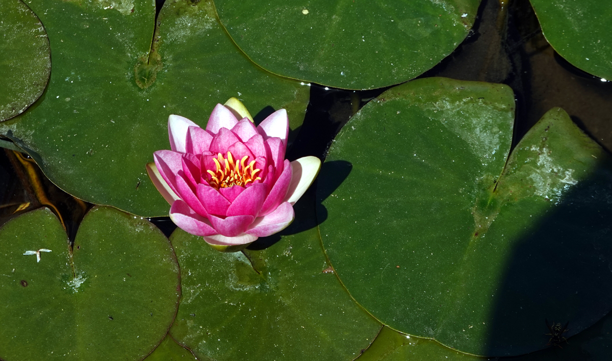 Teich.1.jpg